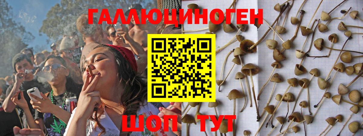 Гурьевск  Галлюциногенные грибы Psilocybe  Вход с VPN 